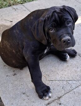 Schöne, gesunde + kräftige Cane Corso Welpen jetzt abgabebereit - Zollikon