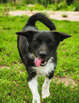 Barney kleiner Kämpfer mit großem Herz - Overath