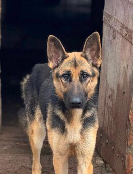 Reinrassige wunderschöne - Wassenberg Zentrum