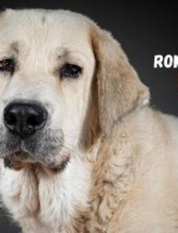 Romeo - selbstbewusst und geduldig - Heppenheim (Bergstraße)