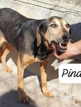 PINA 💜💜💜 sehr menschenbezogen - Bad Karlshafen