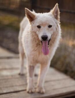 Oliver 💗 neugierige, kuschlige Fellnase - Hamburg