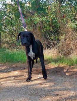 AKENO-VA will Kumpel werden - Neustadt (Rübenberge)