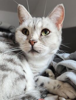 Anni sucht ein neues zuhause - Hilter (Teutoburger Wald)