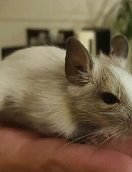 Drei süße Degu Damen - Wittenburg