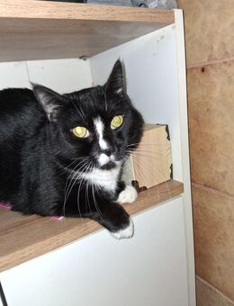 Die kleine sucht immer noch ein neues Zuhause - Marktredwitz