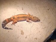 Dringend abzugeben Leopardgecko Weibchen - Ilsede