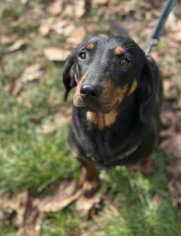 Aurora sucht ihre Familie - Greiz