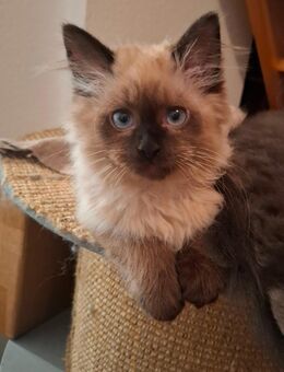 Mixkätzchen suchen ein zu Hause ,,abgabebereit,, - Niederwiesa