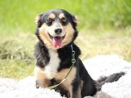 Beau unser Herzenshund... - Hagen (Stadt der FernUniversität)