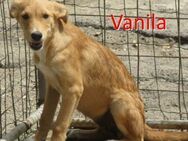 VANILA ❤ sucht Zuhause oder Pflegestelle - Langenhagen