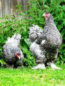 Bruteier Brahma sperber gesperbert große Rasse in 93426