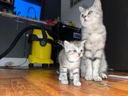 Bkh MIX kitten & Mama - Hehlen