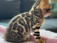 Bengal Kitten Katze Kater - Bad Schmiedeberg