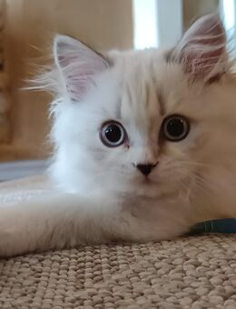 Britisch Langhaar Katze (12Wochen) ist auszugsbereit. - Warstein