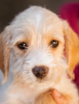 Anka 💗 verspieltes, junges Hundemädchen - Hamburg