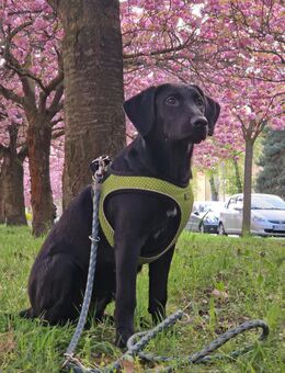 Labrador-Ridgeback Hündin - Kleinmachnow
