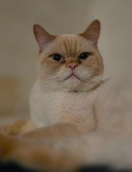 Lieber BKH-Kater (ca.1 Jahr alt) sucht neues Zuhause. - Dortmund