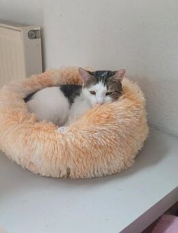Fluffy sucht Körbchen zusammen mit Paco - Margetshöchheim