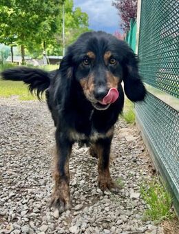 Paco - Würzburg