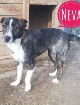 Neva eine kleine Hündin - Mannheim