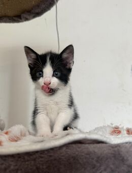 Kitten (EKH) weiblich - Köln