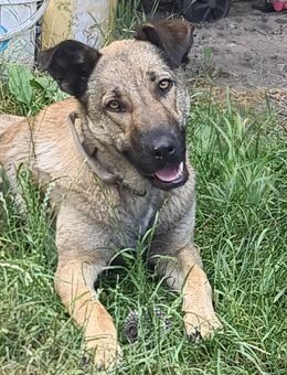 Schäferhund Mischling Hündin - Uebigau-Wahrenbrück
