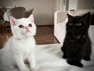 Reinrassige BKH Kitten suchen neues Zuhause - Elmshorn