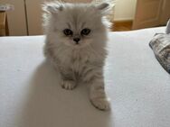 Perser Kitten - Hergatz