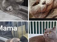 Meine Lucy hat 3 wundervolle BKH Kitten - Paderborn