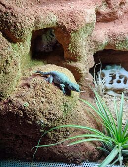 Pristurus carteri zu verkaufen - Vorbach