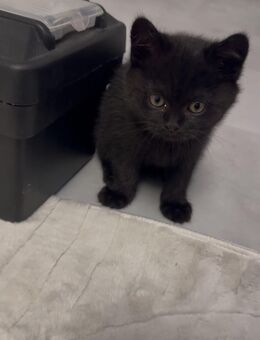 Kater Panter Katze - Berlin Reinickendorf