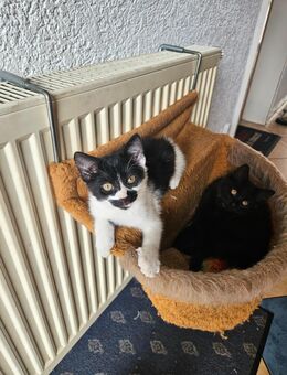 Katzenkinder Mädchen - Schwegenheim