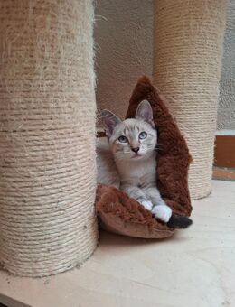 Siam Mischling Kater - Marktheidenfeld