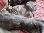 Kitten in liebevolle Hände abzugeben - Windorf