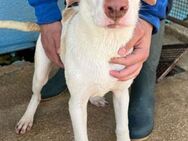 Nicki - Im Tierheim Kelkheim - - Bad Vilbel