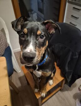 📌 Anzeige für Buddy – 4 Monate alter Mischlingswelpe sucht liebevolles Zuhause - Trittau