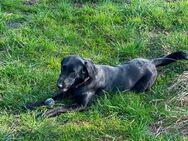 Labrador Hündin 3 Jahre - Nortmoor