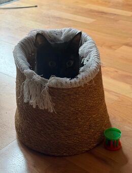 Siam/Britischkurzhaar Mix Katzen - Kamen Zentrum