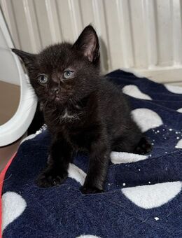 Kätzchen in ein paar Wochen abgabebereit - Recke