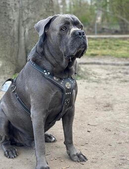 Deckrüde Cane corso (kein Verkauf!) - Düsseldorf