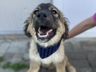 Davis - Toller Junghund sucht Familie - Berlin