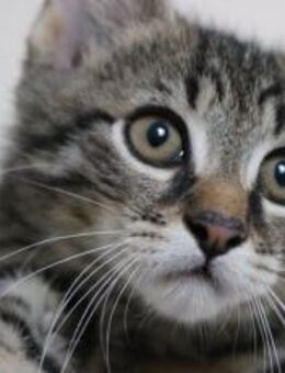 Karlsson sucht ein eigenes Zuhause - München