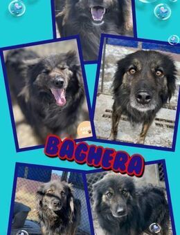 schöner Rüde Baghera wo darf ich hin? - Nürnberg