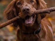 Selten - Magyar Vizsla Welpen Langhaar (kein Drathaar) - Blankenfelde-Mahlow