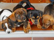 Jack Russel - Chihuhua - Dackel gesunde Mischlingswelpen - Berga