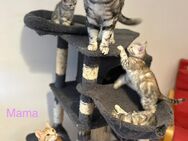 Erfahrener BKH Deckkater in whiskas (Classic Silver tabby) Berlin - Berlin