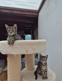 Zwei Kitten abzugeben. - Dissen (Teutoburger Wald)