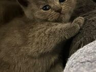 Reinrassige BKH Kitten - Brakel