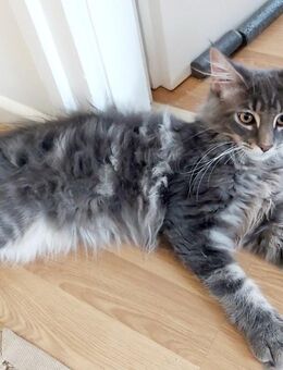Maine-Coon-Kitten - München Obergiesing